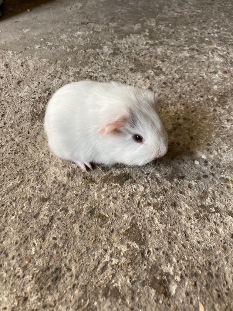 1 langharig sheltie cavia beertje te reserveren., Animaux & Accessoires, Rongeurs, Cobaye, Mai