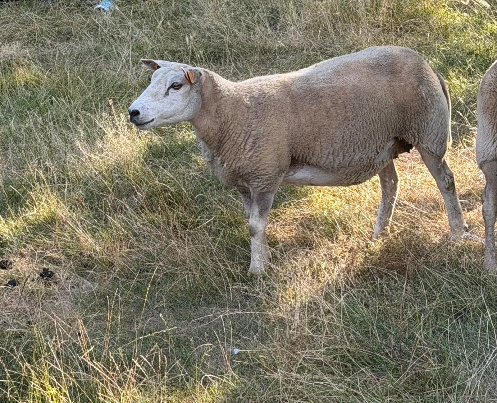 Schapen te koop, Dieren en Toebehoren, Vrouwelijk, 0 tot 2 jaar