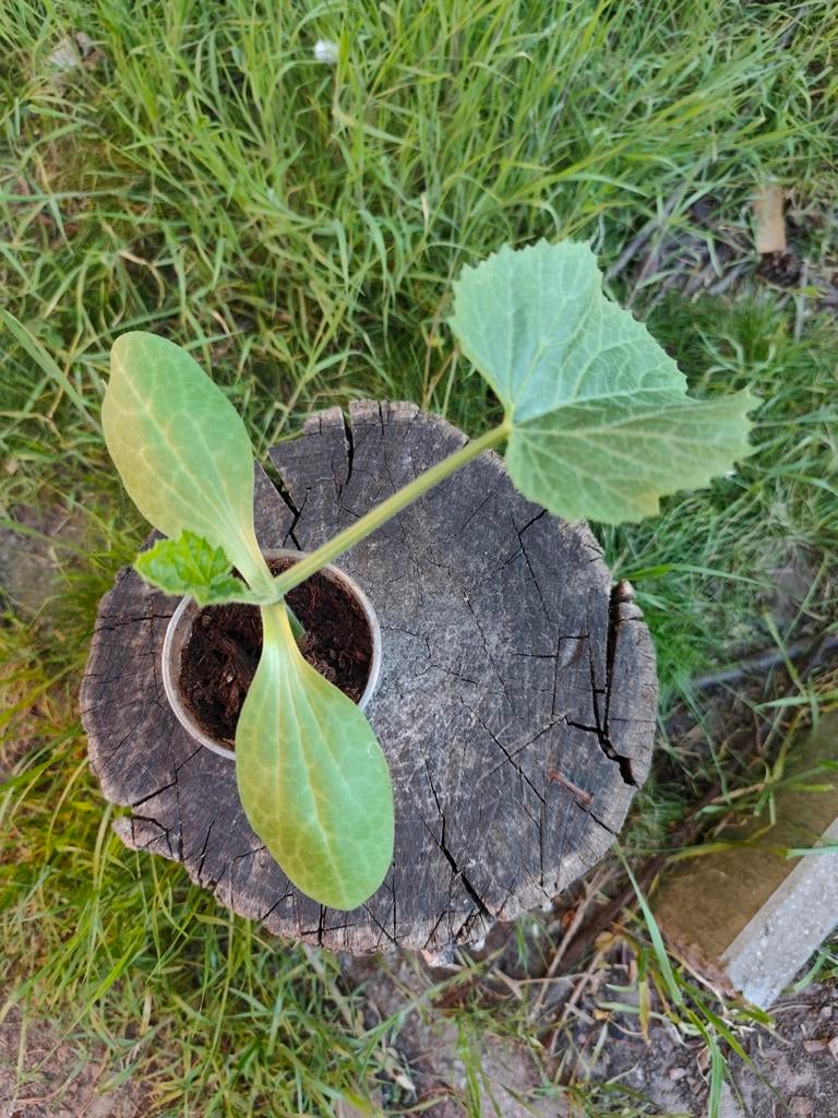 Diamant | Courgette Planten, Tuin en Terras, Ophalen