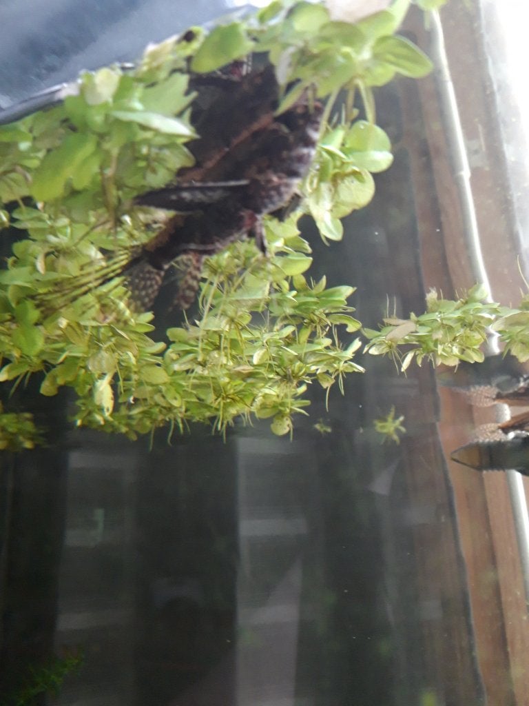 pantodon buchholzi  10/12 cm, Poisson, Poisson d'eau douce