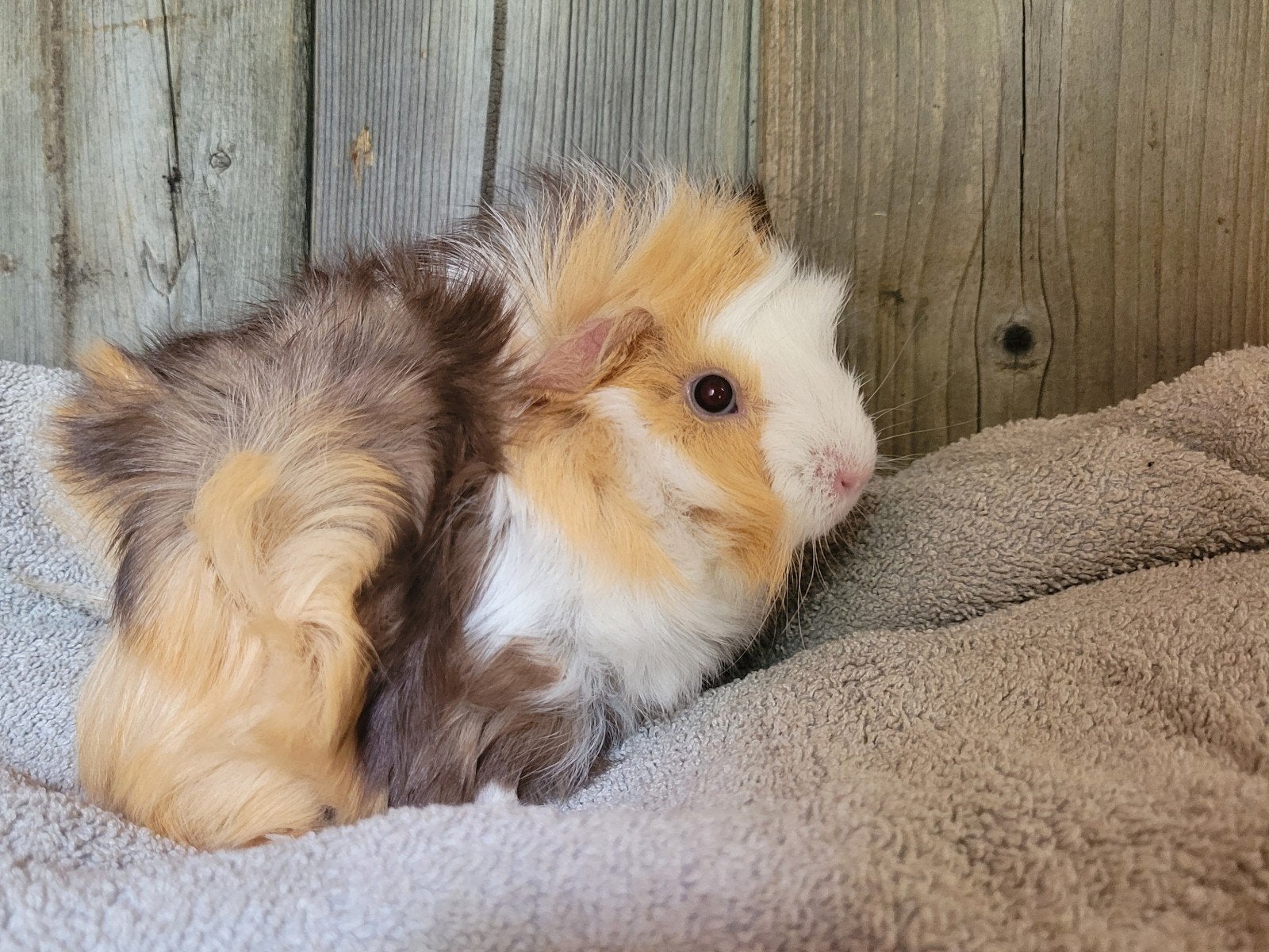 Cavia zeugjes, Dieren en Toebehoren, Knaagdieren, April, Vrouwelijk, Cavia