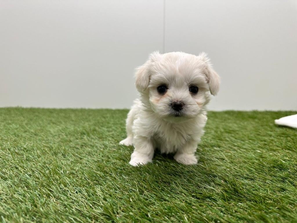 Nestje Maltezer pups
