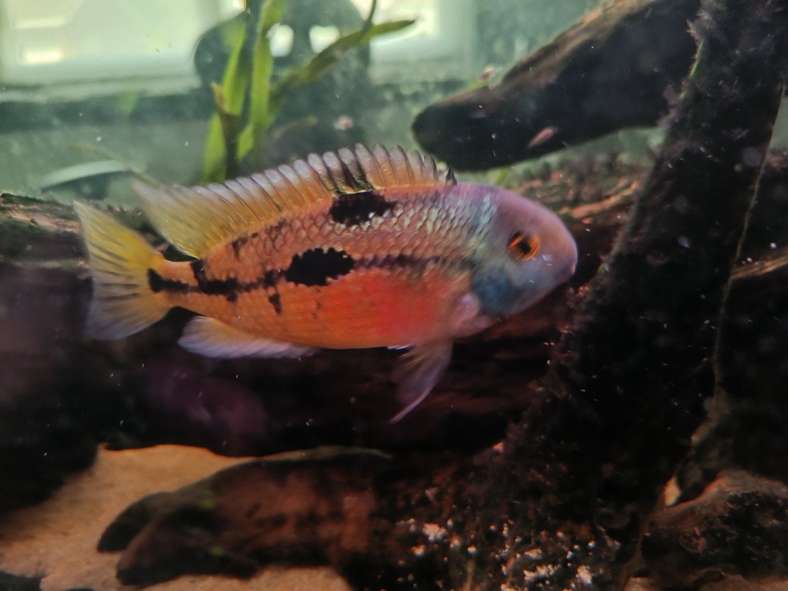 Cichliden koppel , gele mogwai, Dieren en Toebehoren, Vissen | Aquariumvissen, Vis, Zoetwatervis