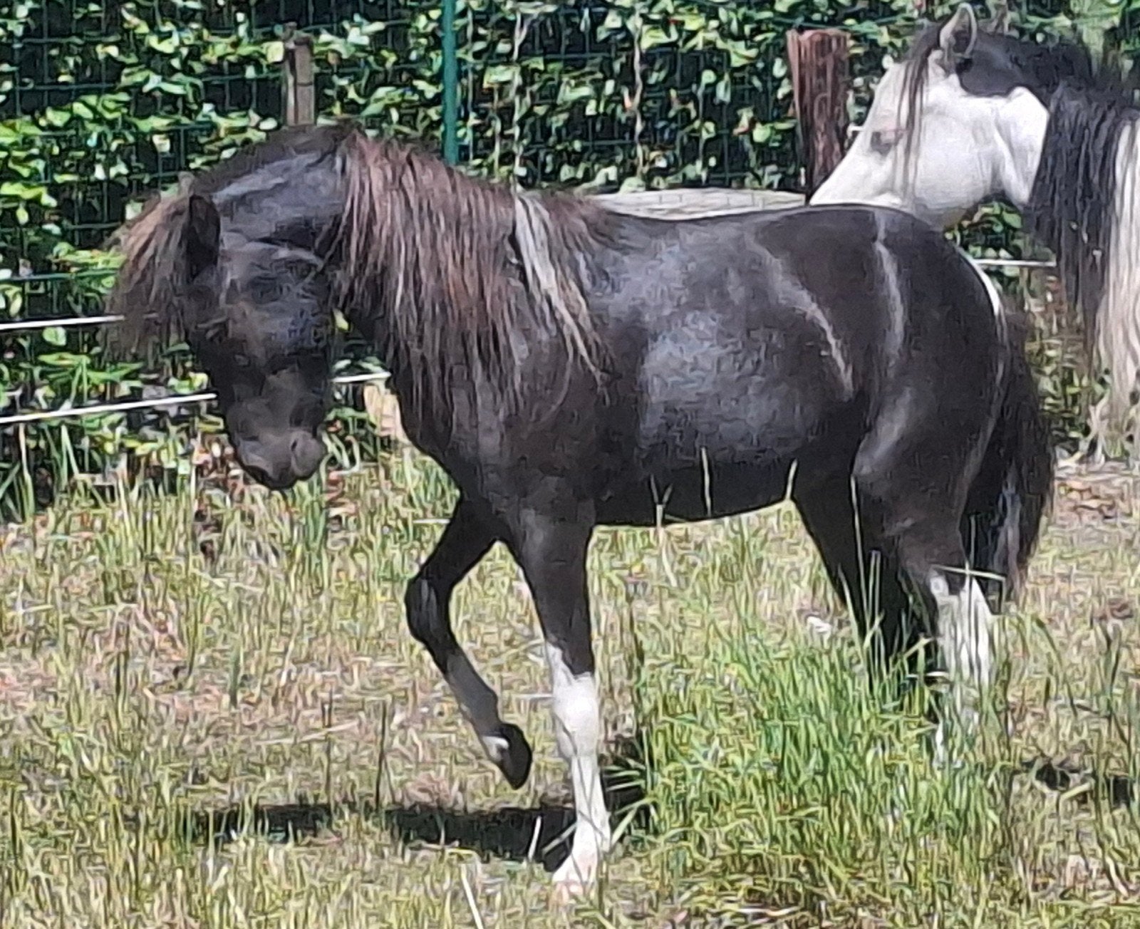 Mini paardje hengst, Dieren en Toebehoren, Pony's, Hengst