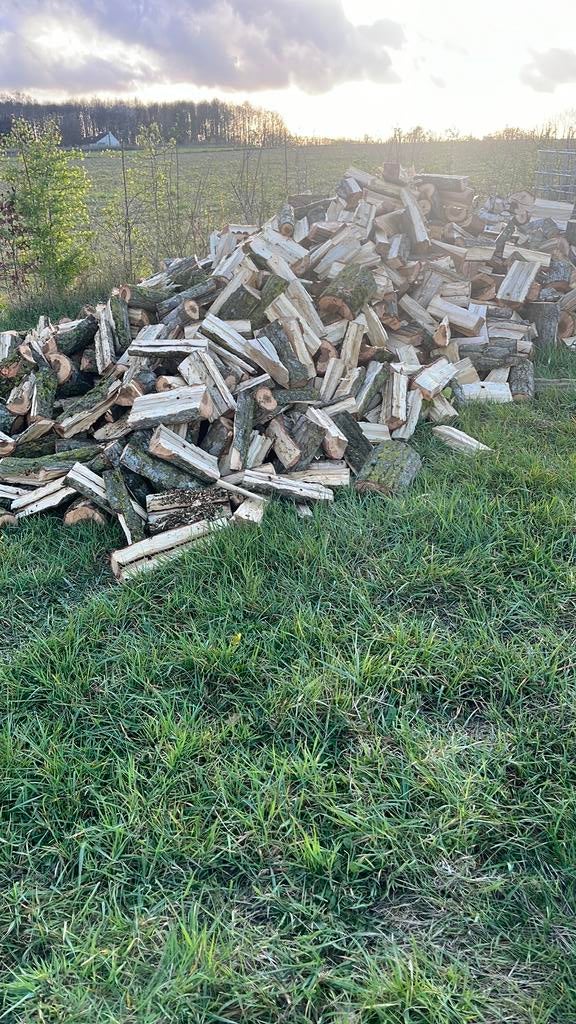 Brandhout populier, Tuin en Terras, Brandhout, 3 tot 6 m³, Ophalen, Overige houtsoorten, Blokken