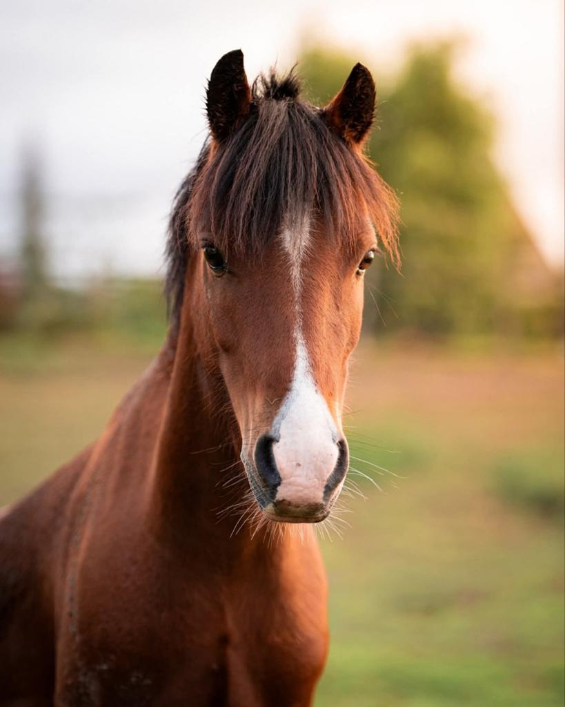 Brave B-pony te koop, Dieren en Toebehoren, Paarden, B
