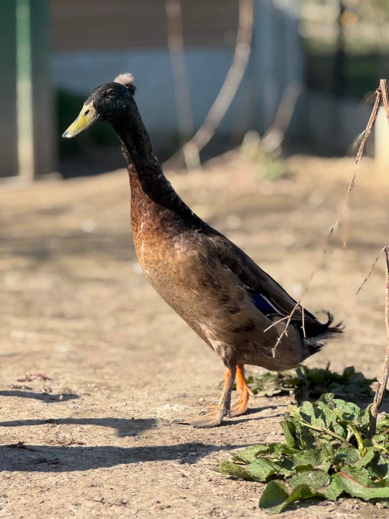 Indische kuif loop eend broedei, Canard