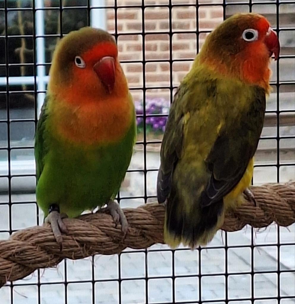 Koppel agaporni fischeri, Dieren en Toebehoren