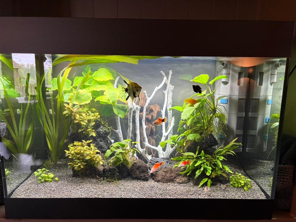 Aquarium oase stylline 125 kompleet en als nieuw, Dieren en Toebehoren, Vissen | Aquaria en Toebehoren, Ophalen, Oase, Inclusief vissen