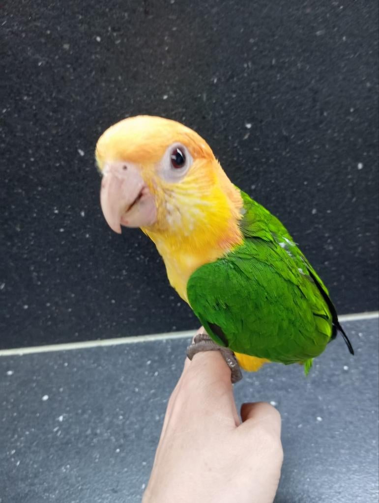 Roestkop caique Handtam, Dieren en Toebehoren, Meerdere dieren, Papegaai, Geringd