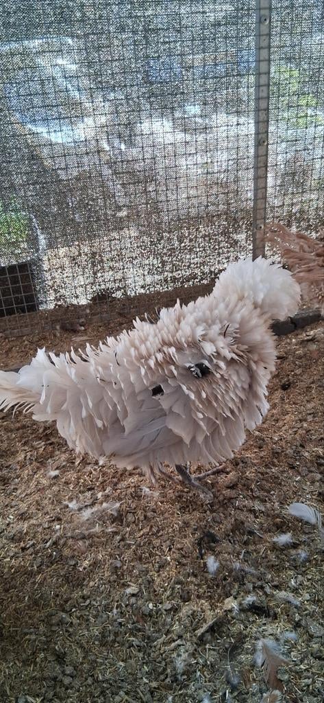 Padua kuifhoen hennen, Femelle, Poule ou poulet