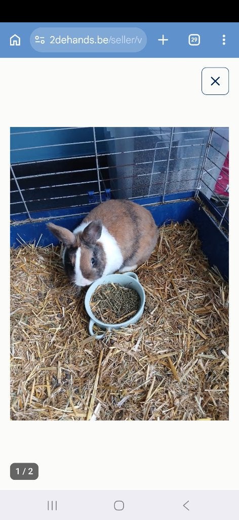 2 dwergkonijnen, Dieren en Toebehoren, Meerdere dieren, Dwerg, 0 tot 2 jaar