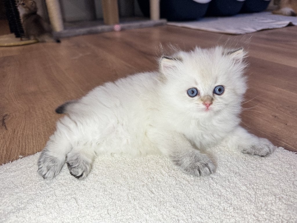 Chaton British Longhair, Animaux & Accessoires, Chats & Chatons | Chats de race | Poil ras, Chat, 0 à 2 ans, Avec pedigree, Avec puce électronique