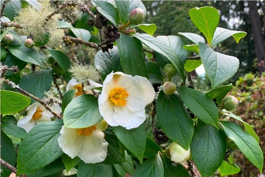 Diverse struiken en bomen te koop, Ophalen