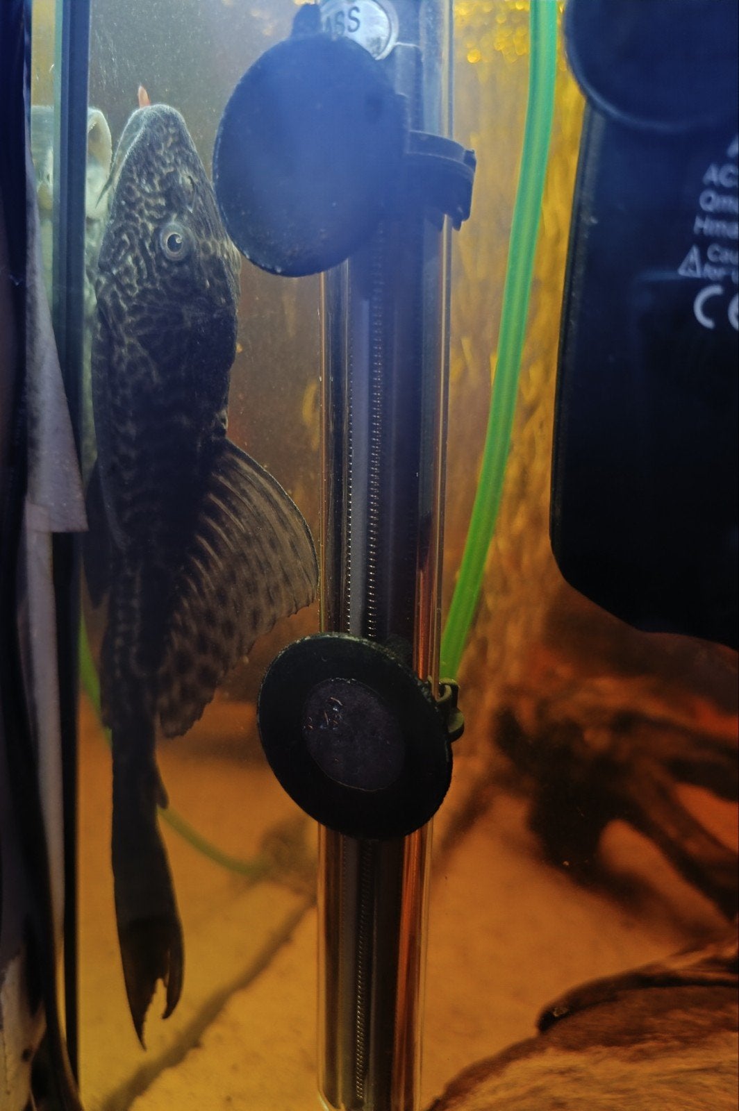 Aquarium te koop – compleet met vissen & toebehoren, Ophalen, Inclusief deksel, Gebruikt, Gevuld zoetwateraquarium