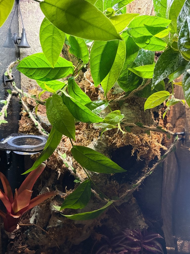 Terrarium exo terra nieuw, Ophalen, Nieuw, Terrarium of Paludarium