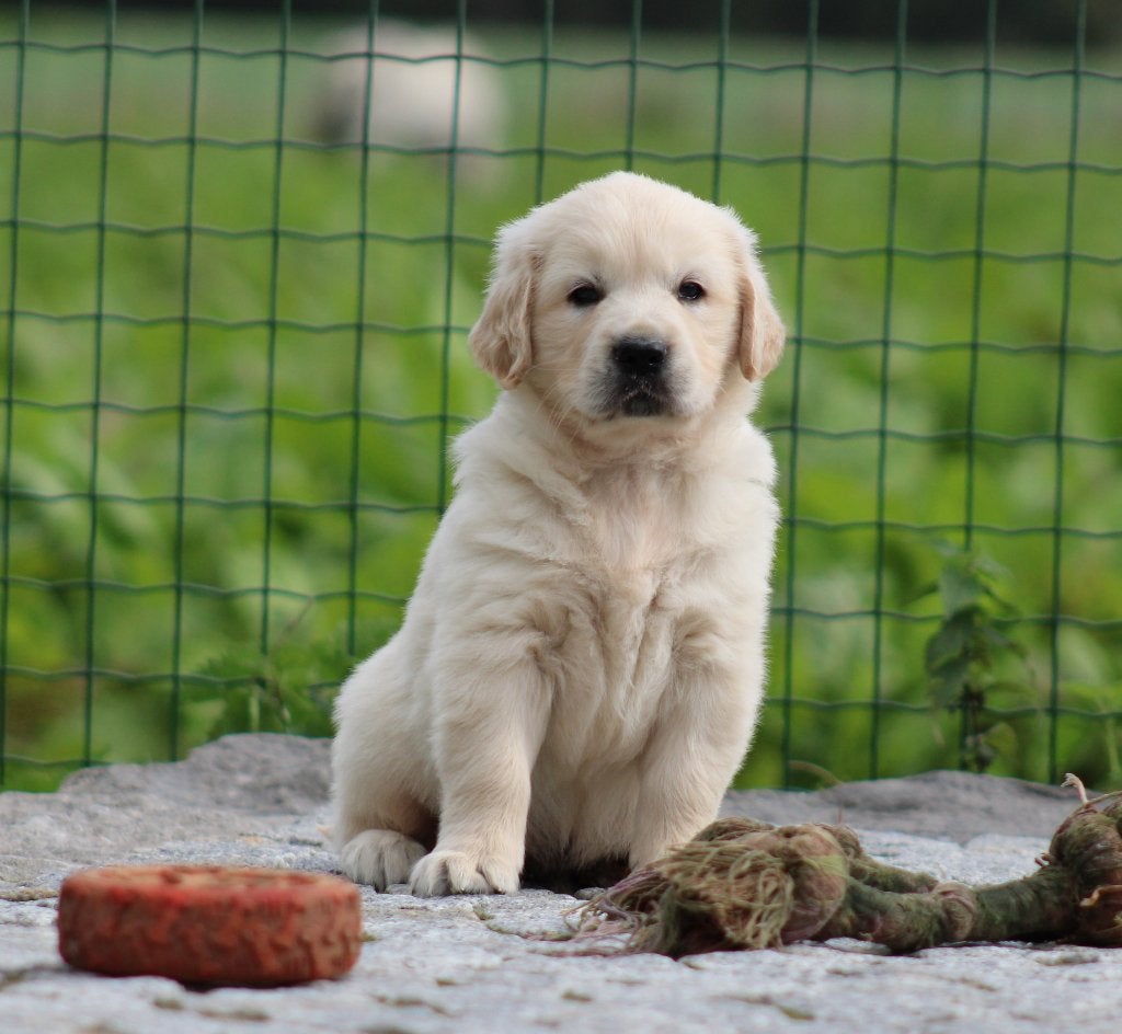 Golden Retriever pups, Dieren en Toebehoren, Golden retriever, België, CDV (hondenziekte), 8 tot 15 weken