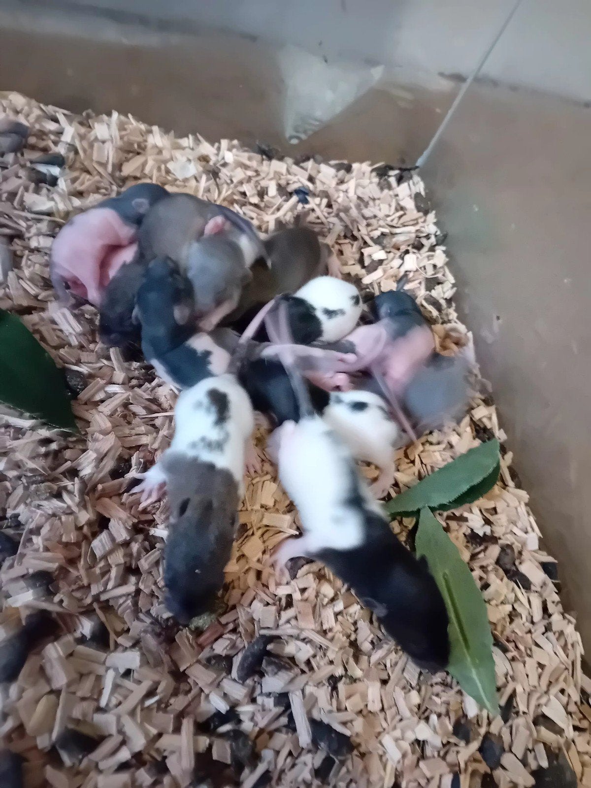 kleine ratjes, Animaux & Accessoires, Septembre, Plusieurs animaux