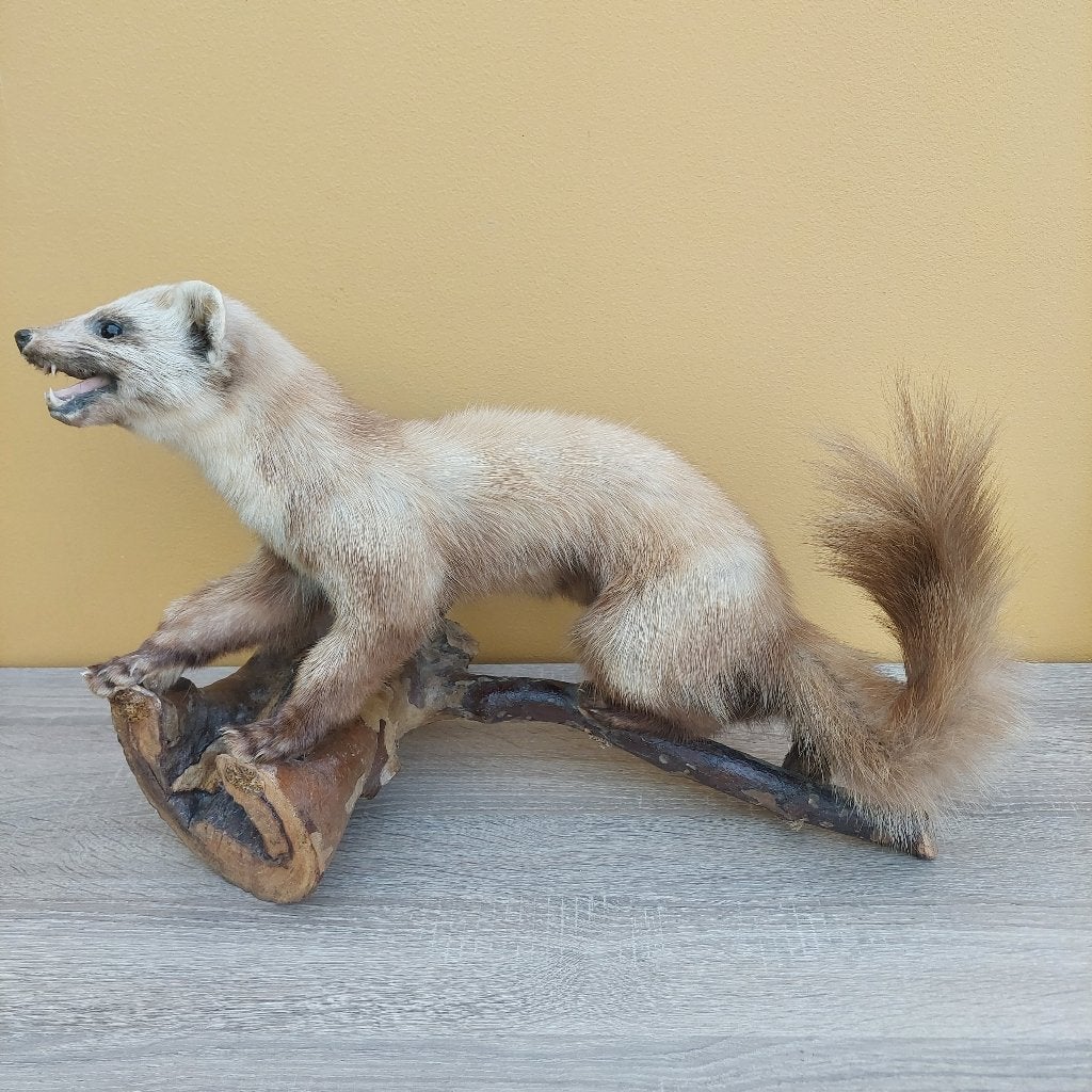 Opgezette Marter . Taxidermie, Enlèvement ou Envoi, Comme neuf, Animal sauvage, Animal empaillé