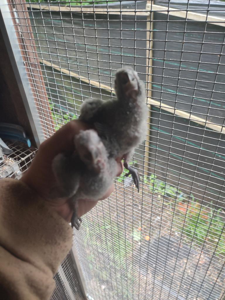bébé pyrrhura, Animaux & Accessoires, Sexe inconnu, Perroquet, Bagué