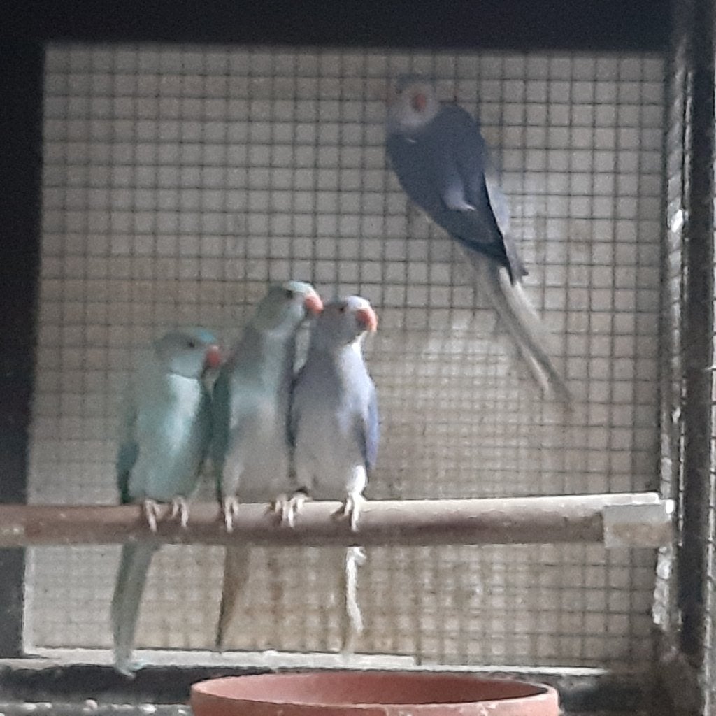 HALSBANDEN PARKIETEN, Plusieurs animaux, Perruche, Bagué