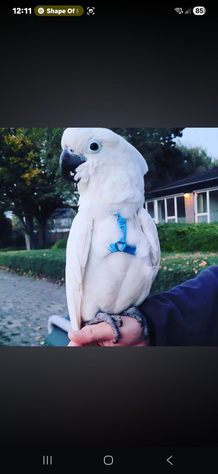 Witkuifkaketoe Alba, Dieren en Toebehoren, Geringd