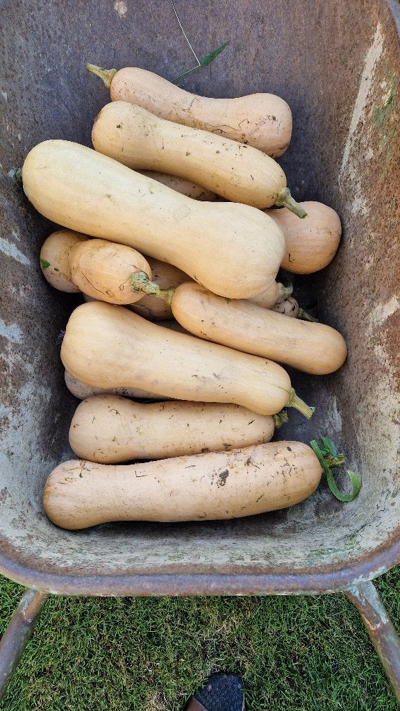 pompoenen, Divers, Produits alimentaires, Enlèvement
