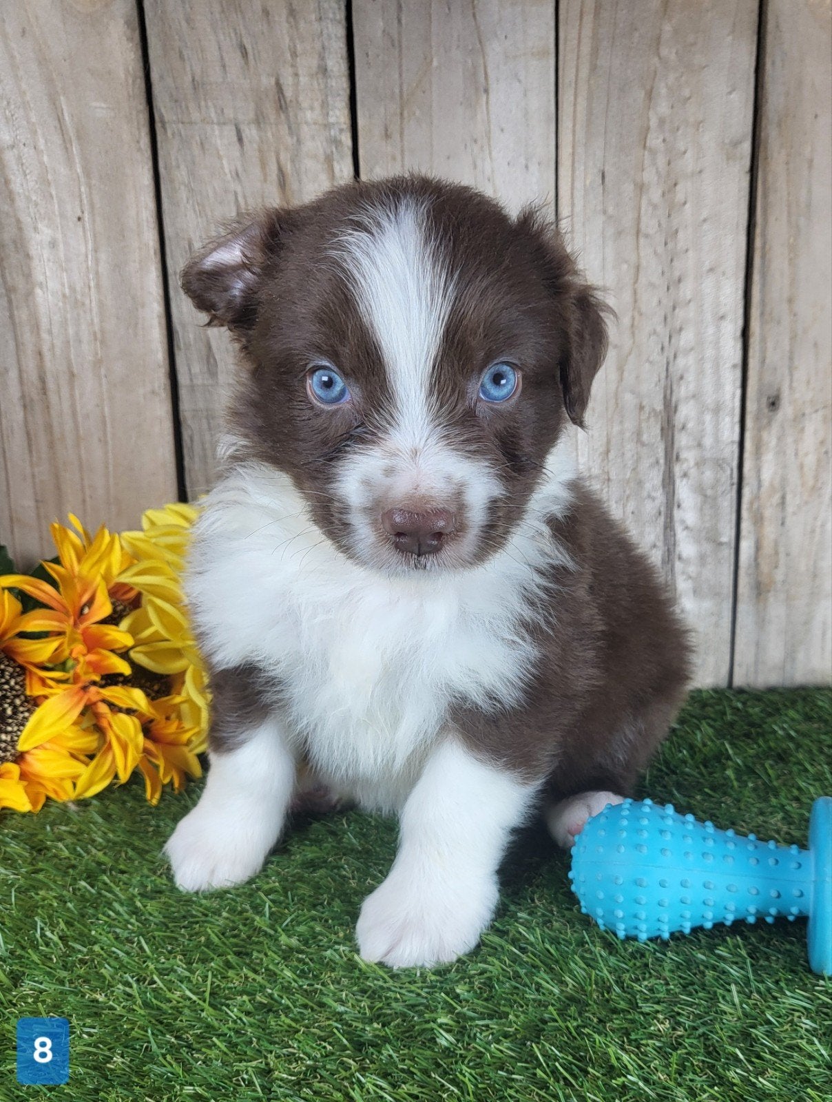 Australische herder pup / Australian Shepherd / Aussi pup, Dieren en Toebehoren, België, CDV (hondenziekte), 8 tot 15 weken, Meerdere
