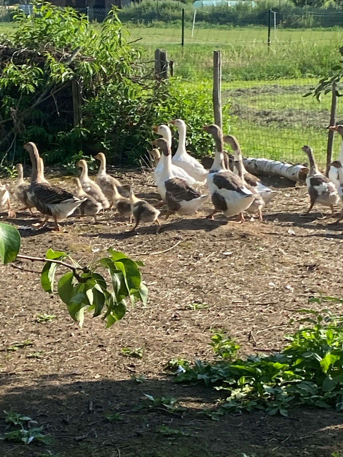 Ganzen, Dieren en Toebehoren