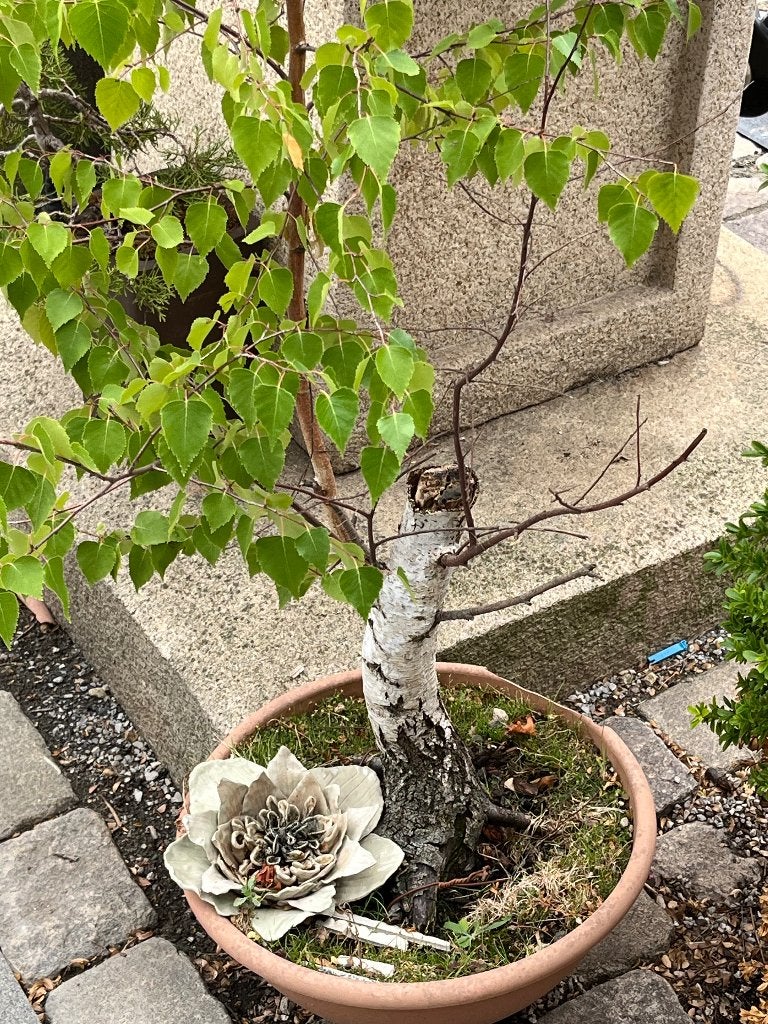 Bonsai berk startplant, Tuin en Terras, Planten | Bomen, Ophalen, Minder dan 100 cm