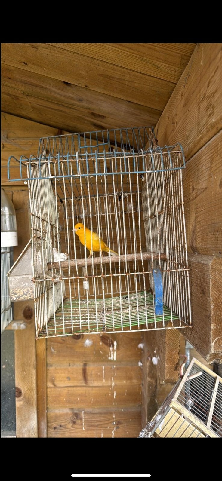 Canaris Males, Animaux & Accessoires