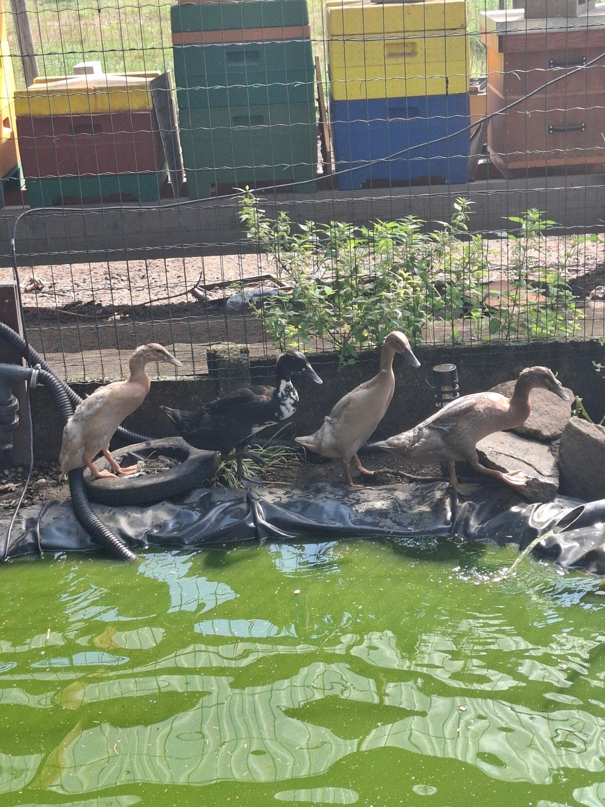 Indische loopeenden, Dieren en Toebehoren, Pluimvee, Geslacht onbekend, Eend