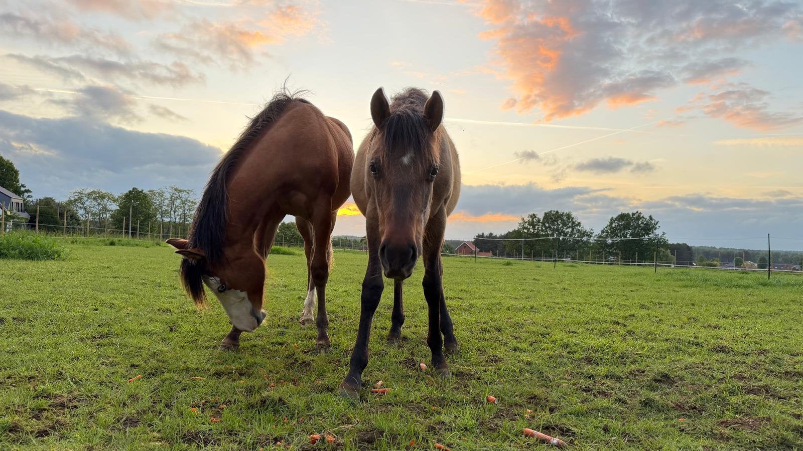 Jaarling paint merrie, Dieren en Toebehoren, Paarden, Merrie