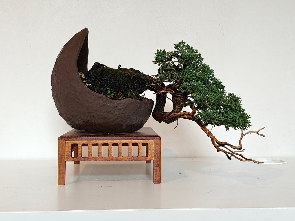 Juniperus chinensis bonsai - Shimpaku, Tuin en Terras, Bloeit niet, Overige soorten, Minder dan 100 cm, Ophalen