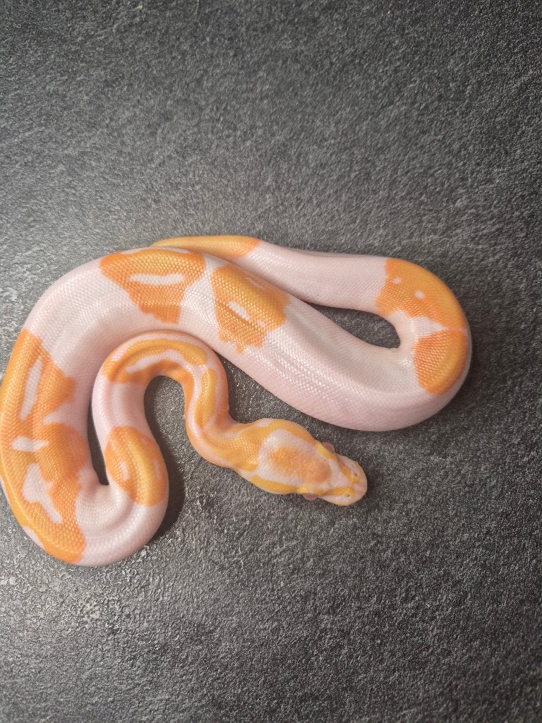 Python Regius, Animaux & Accessoires, Reptiles & Amphibiens, Serpent, 0 à 2 ans