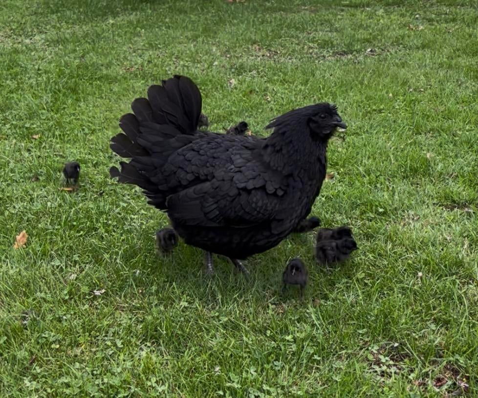 Ayam cemani kuikens ras zuiver., Dieren en Toebehoren, Pluimvee, Geslacht onbekend