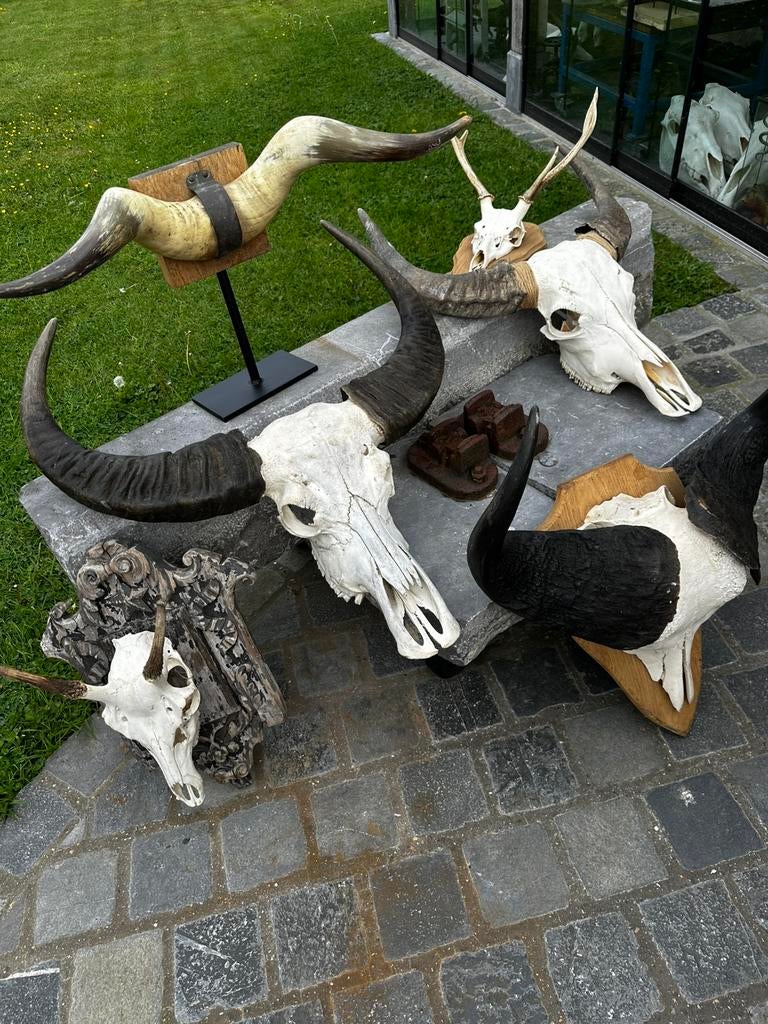 Schedels en geweien te koop, Antiek en Kunst, Ophalen