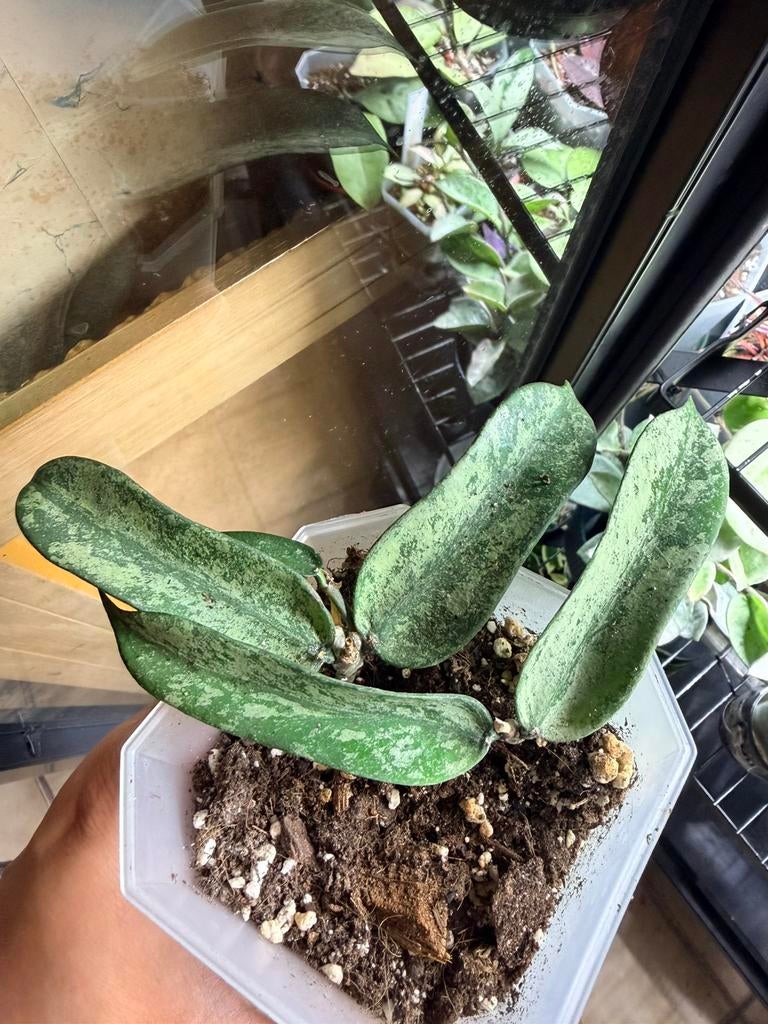 Hoya pandurata silver splash, Huis en Inrichting, Kamerplanten, Ophalen