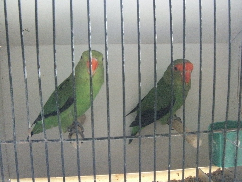 taranta, Dieren en Toebehoren, Vogels | Parkieten en Papegaaien, Meerdere dieren, Dwergpapegaai of Agapornis, Geringd