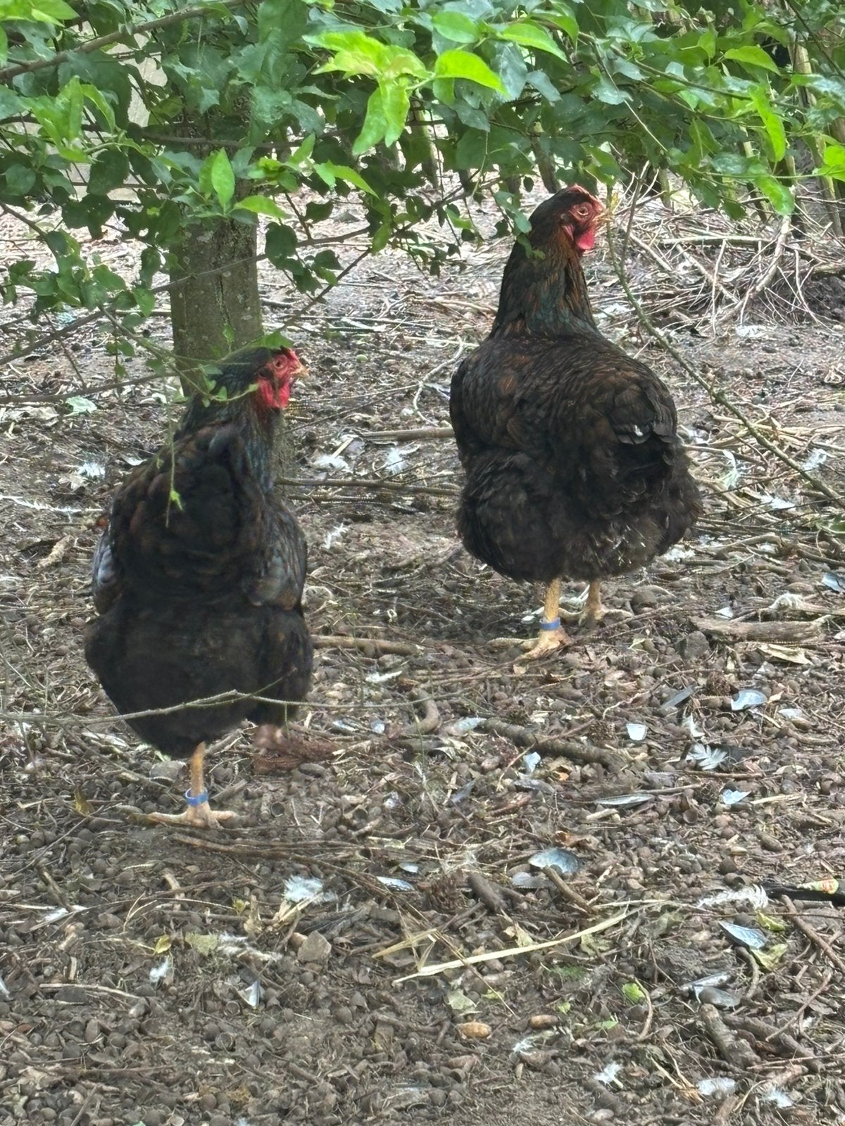 Wyandotte groothoen, Dieren en Toebehoren, Pluimvee
