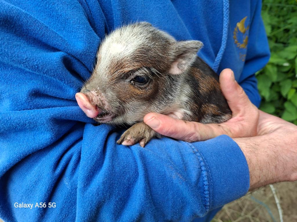 Mini hangbuikvarken te koop, Dieren en Toebehoren