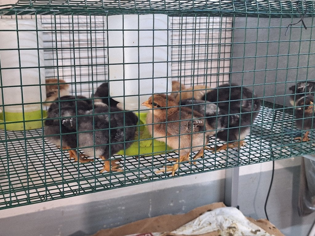 Poulets, poussins âgés de 1 semaine., Animaux & Accessoires, Plusieurs animaux, Poule ou poulet