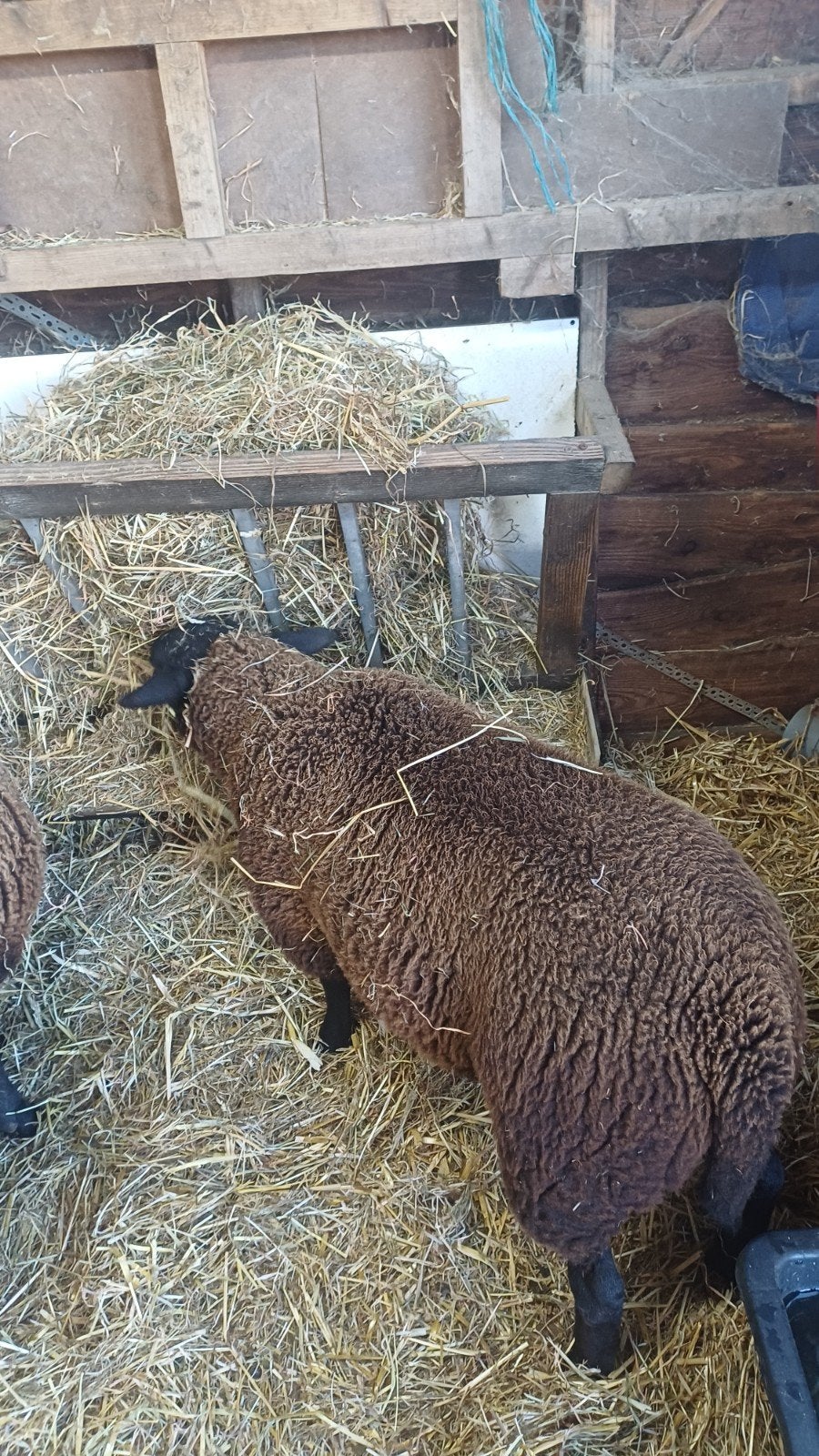 ram, Dieren en Toebehoren, Schapen, Geiten en Varkens, Mannelijk, Schaap, 0 tot 2 jaar