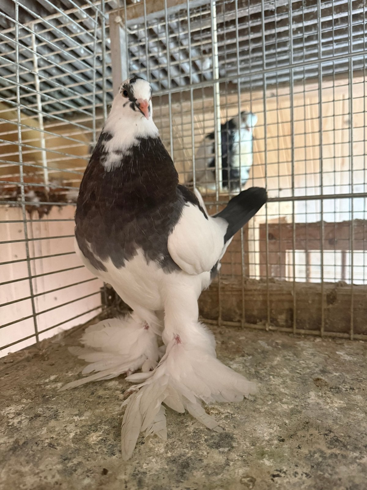 Gentse kropper duivin, blauwkras 2026, Animaux & Accessoires, Oiseaux | Pigeons, Boulant
