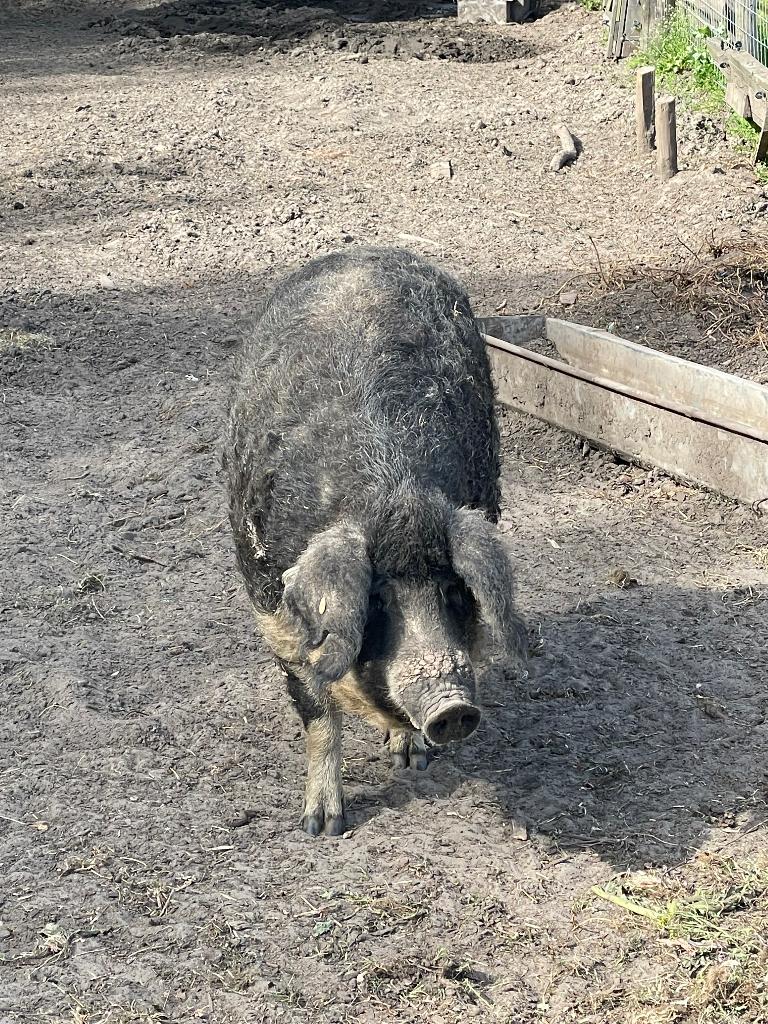 Hongaars mangaliza zwaluwbuik wolvarken gedekt door duroc, Vrouwelijk, Varken, 3 tot 5 jaar