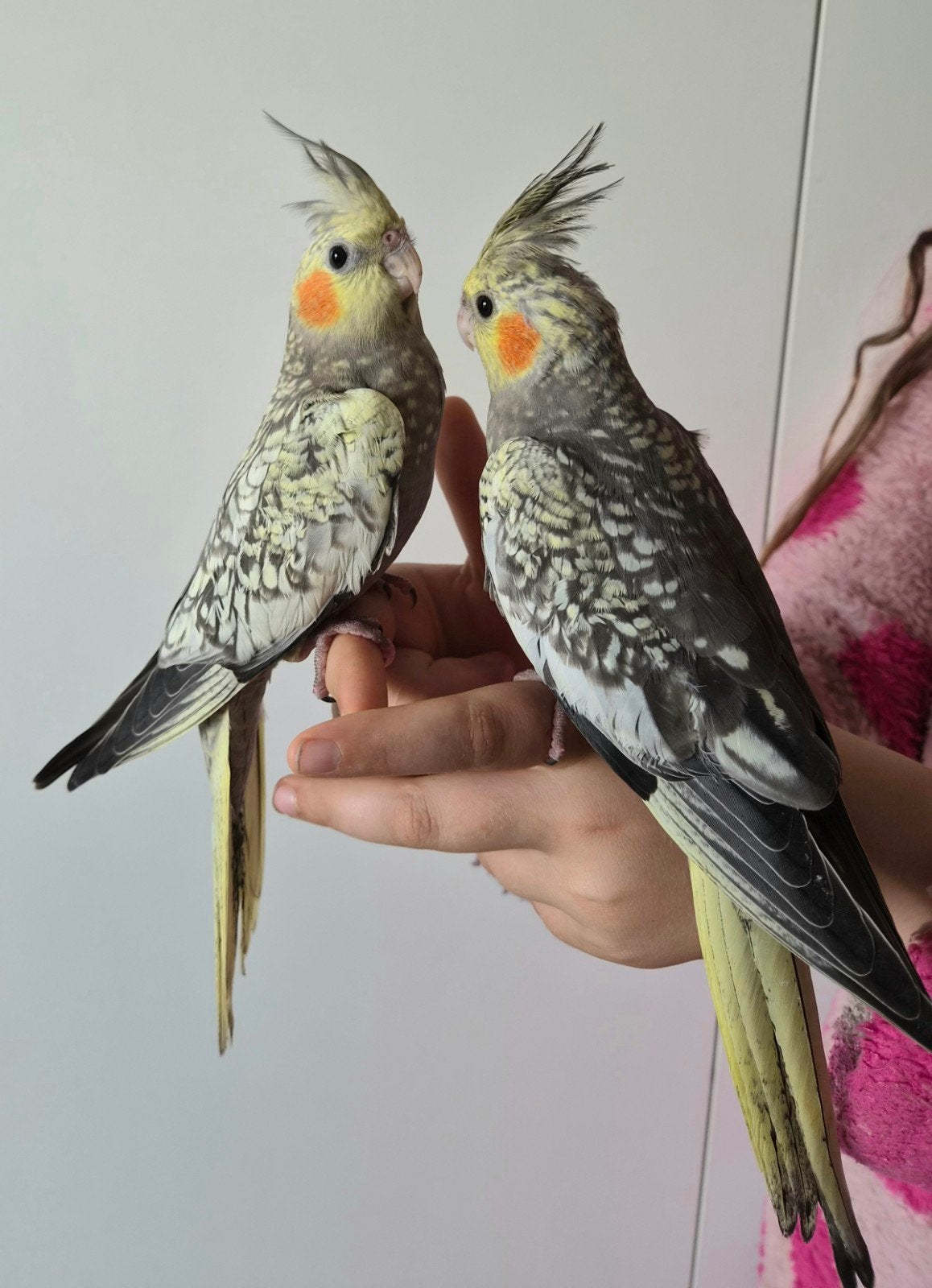 2 handtamme jonge valkparkieten