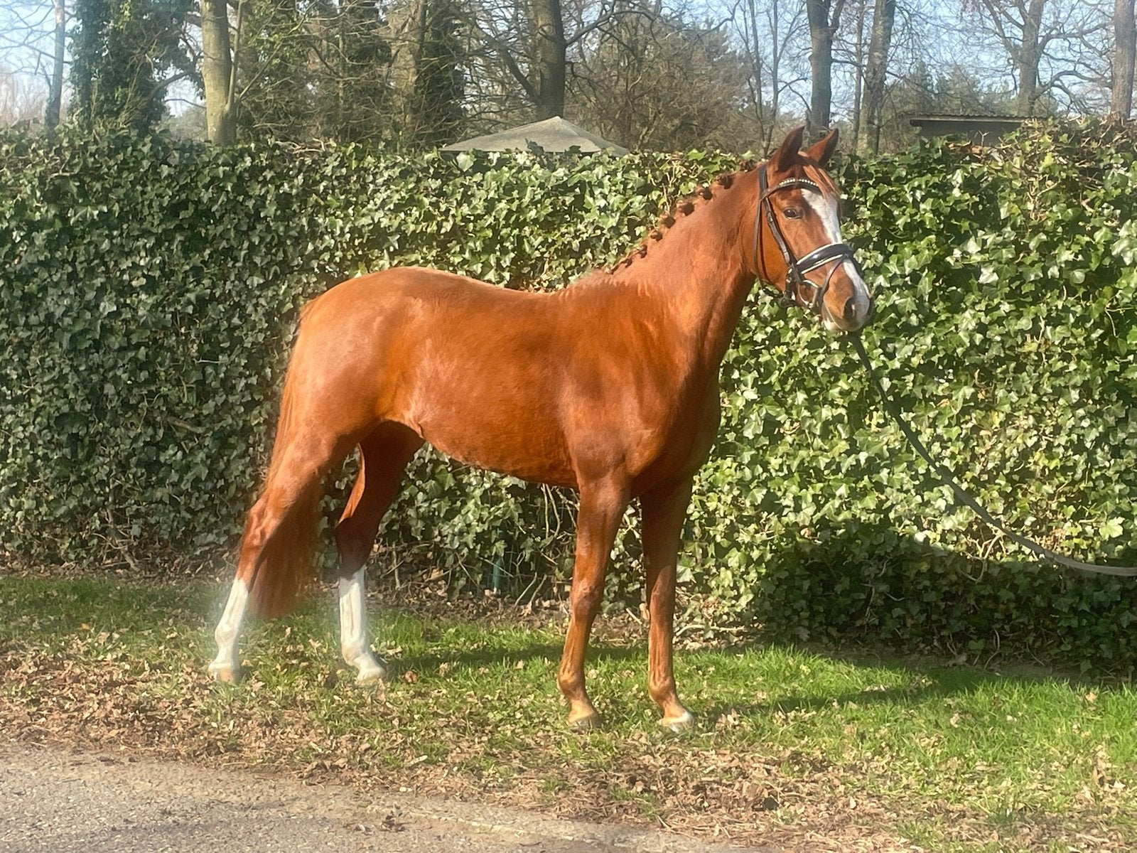 Champ-Polo – sportpony, Jument, B, Poney de dressage