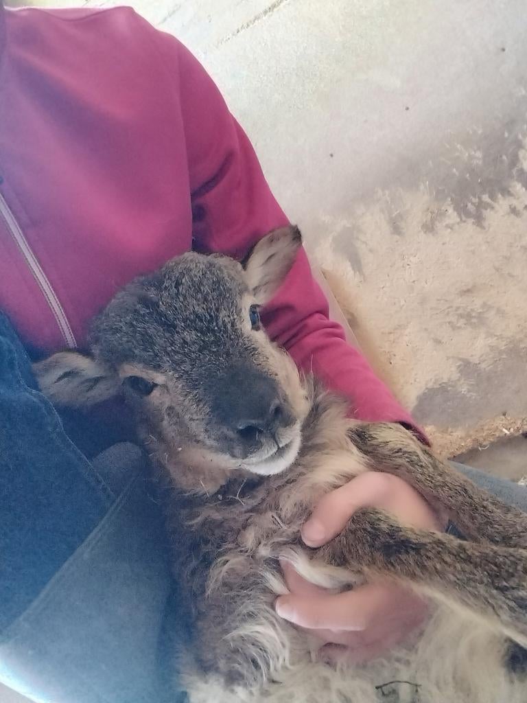 Soay schaapje (rammetje)