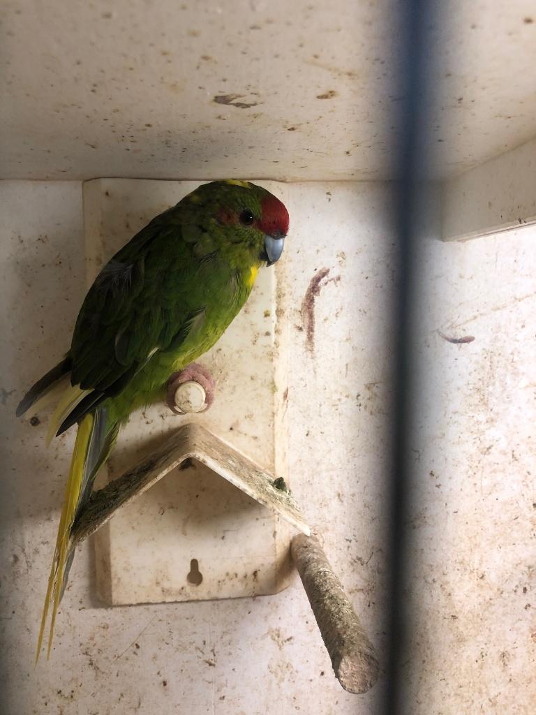 Kakariki groen wildkleur met bont EK, Dieren en Toebehoren, Vrouwelijk, Parkiet, Geringd