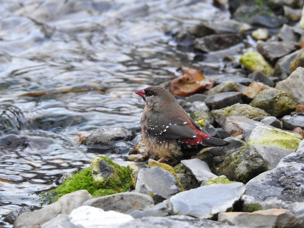 tijgegvink man, Dieren en Toebehoren